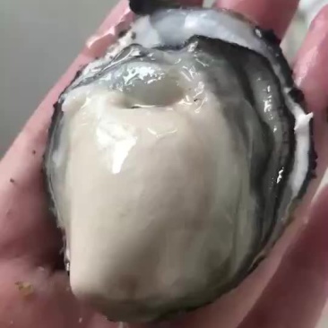 各种渤海湾海鲜