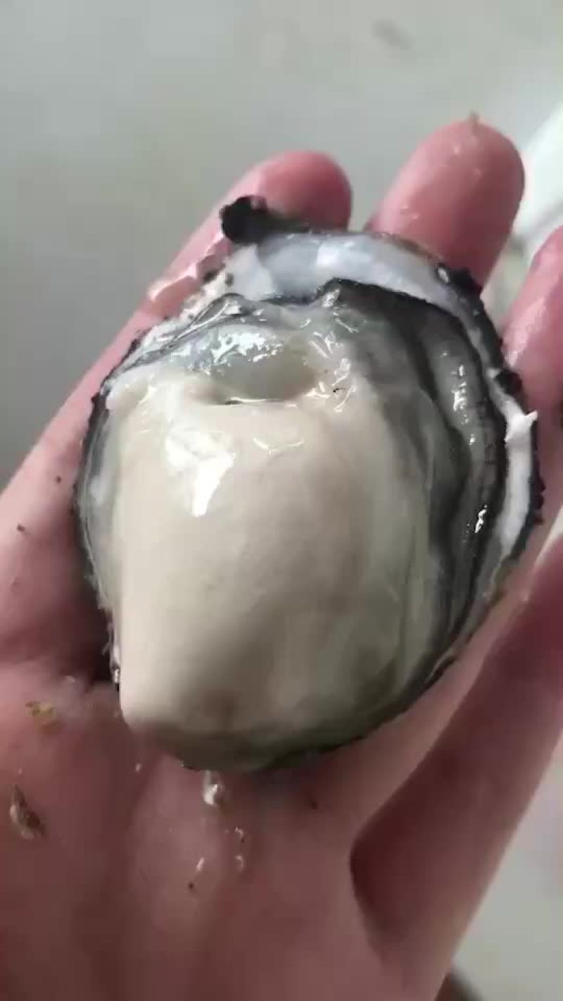 各种渤海湾海鲜
