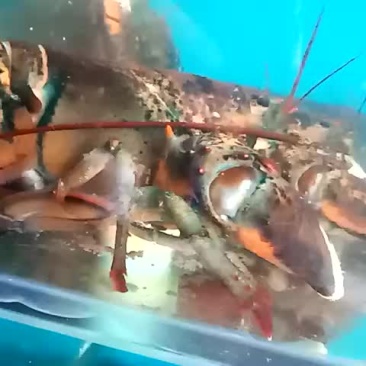 河虾