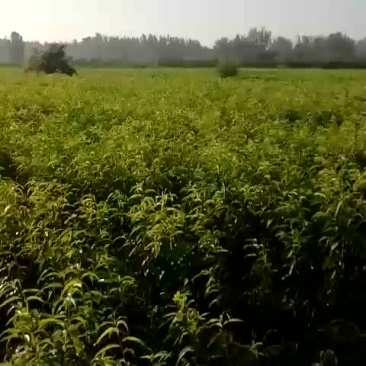 现有桃苗80万棵，品种多多，保质保。，