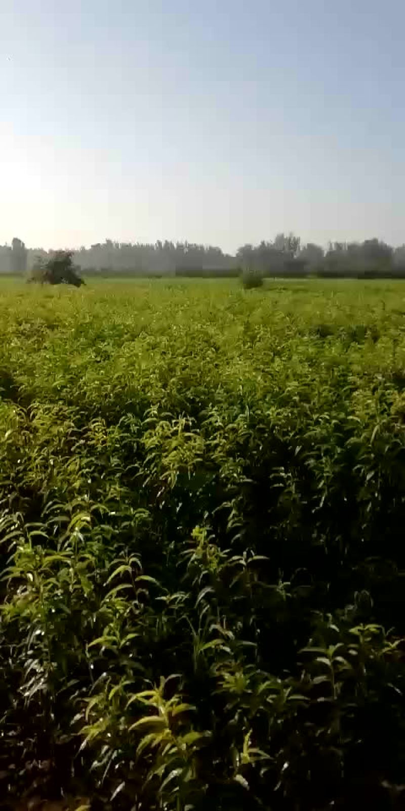 现有桃苗80万棵，品种多多，保质保。，