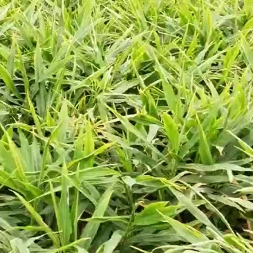 生姜
