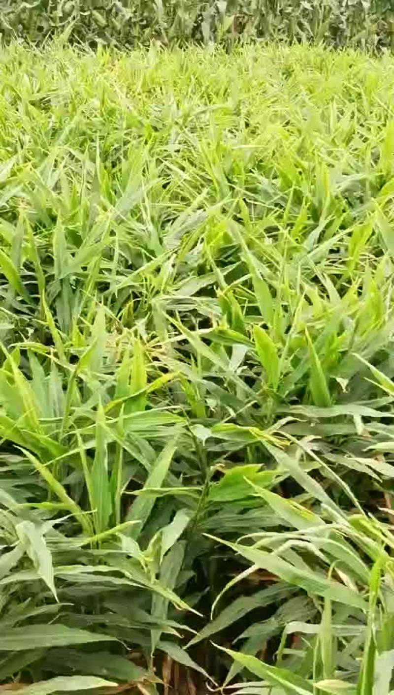 生姜