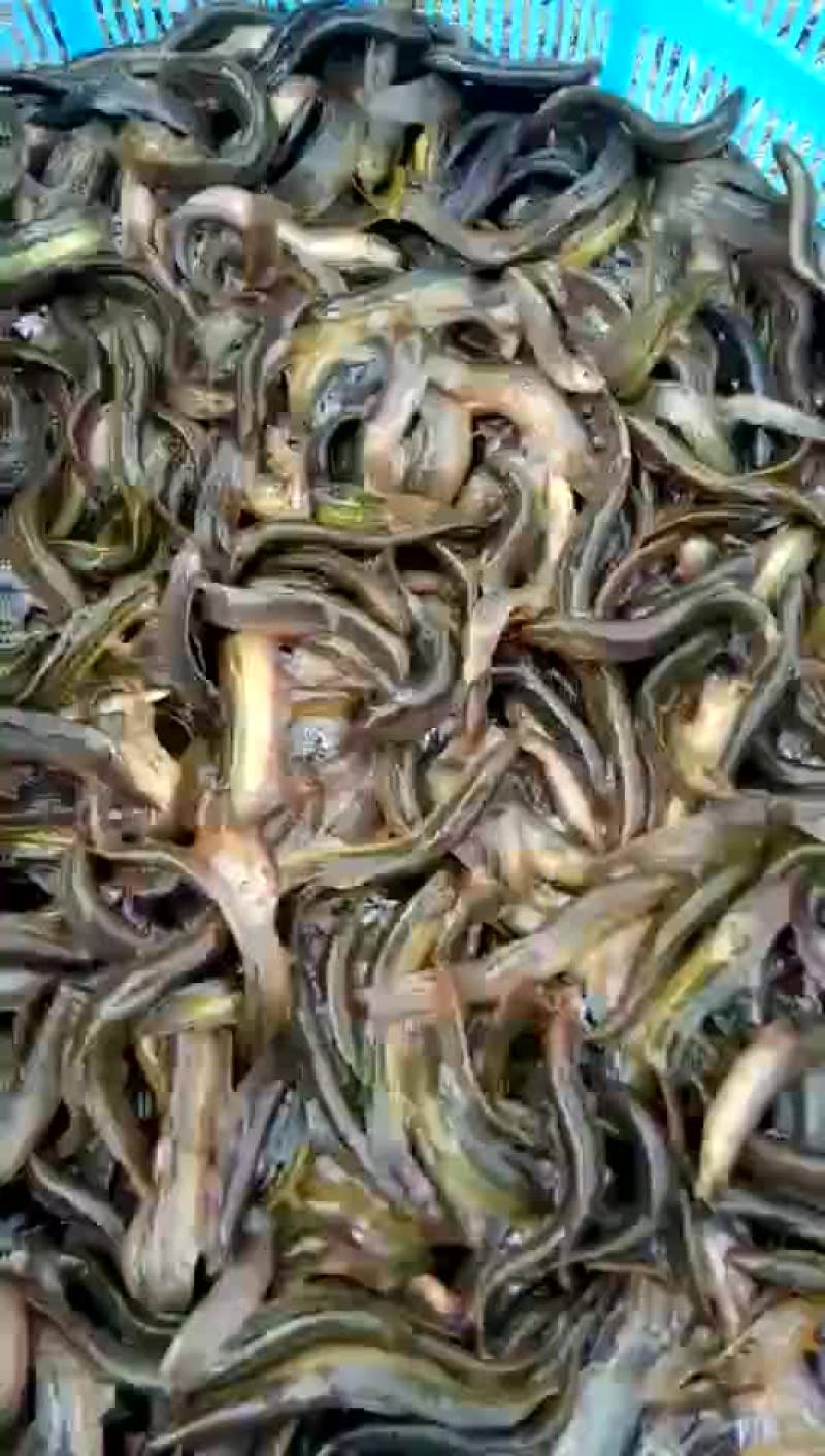 台湾泥鳅，优质台湾泥鳅。量大从优。