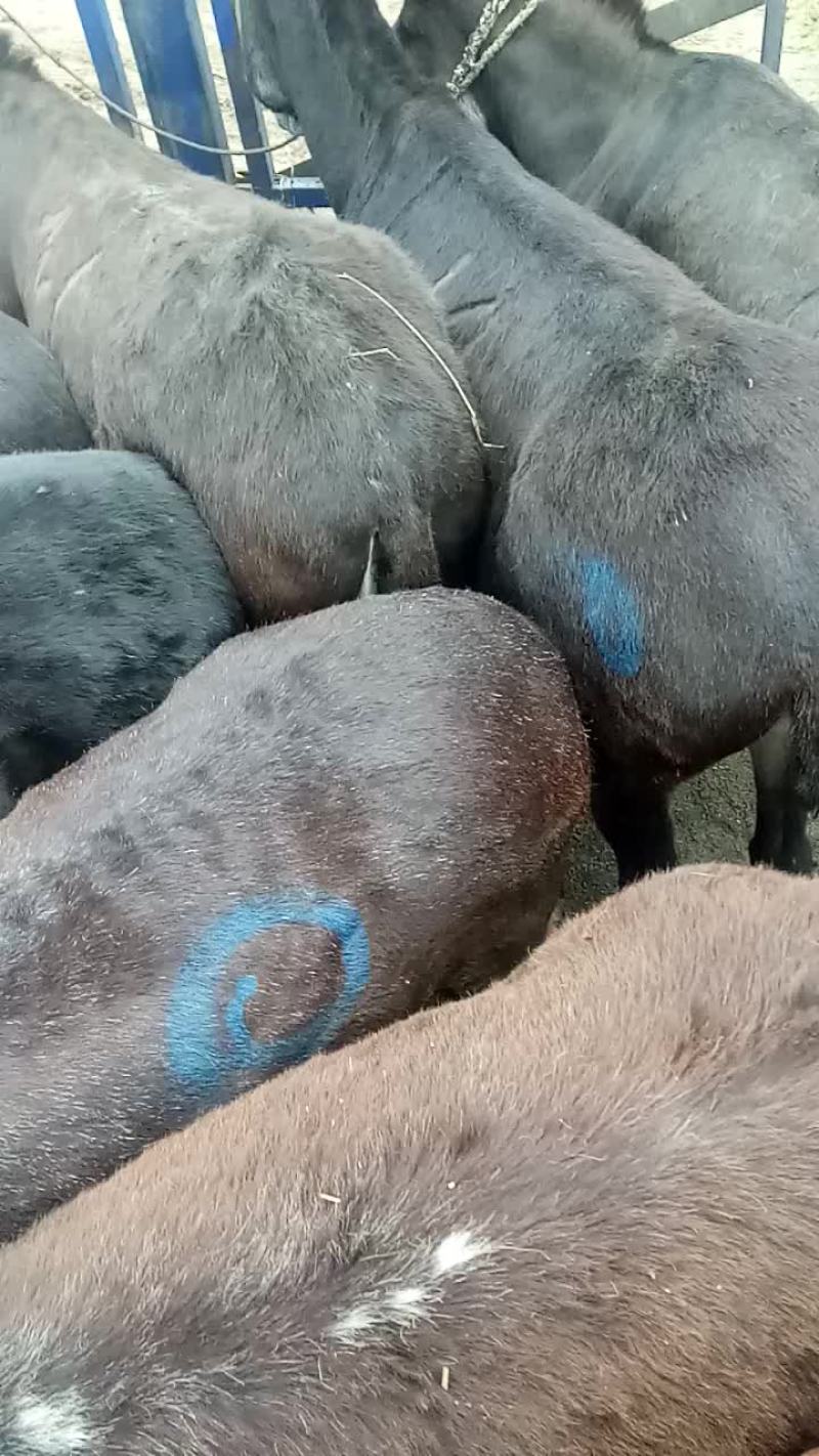 骡子，马，代办