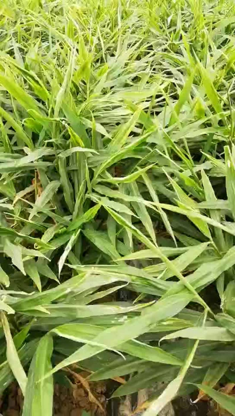新姜，带出