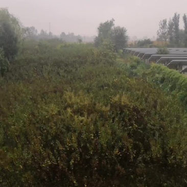 苗木种植场