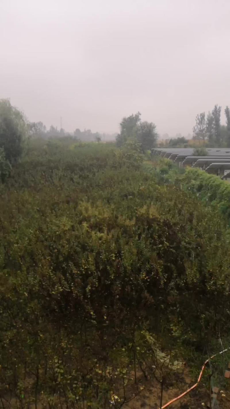 苗木种植场