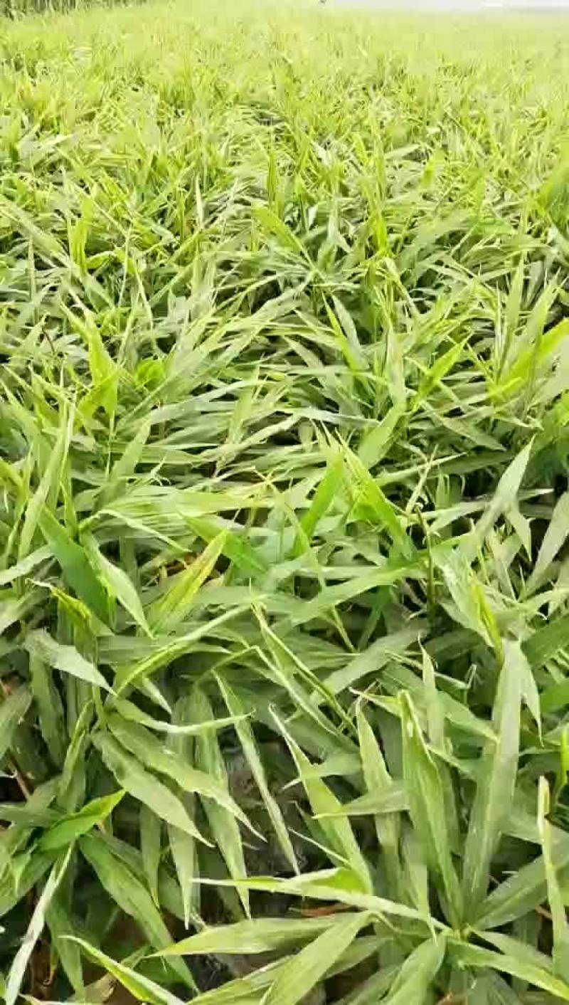 生姜十月初到十月底