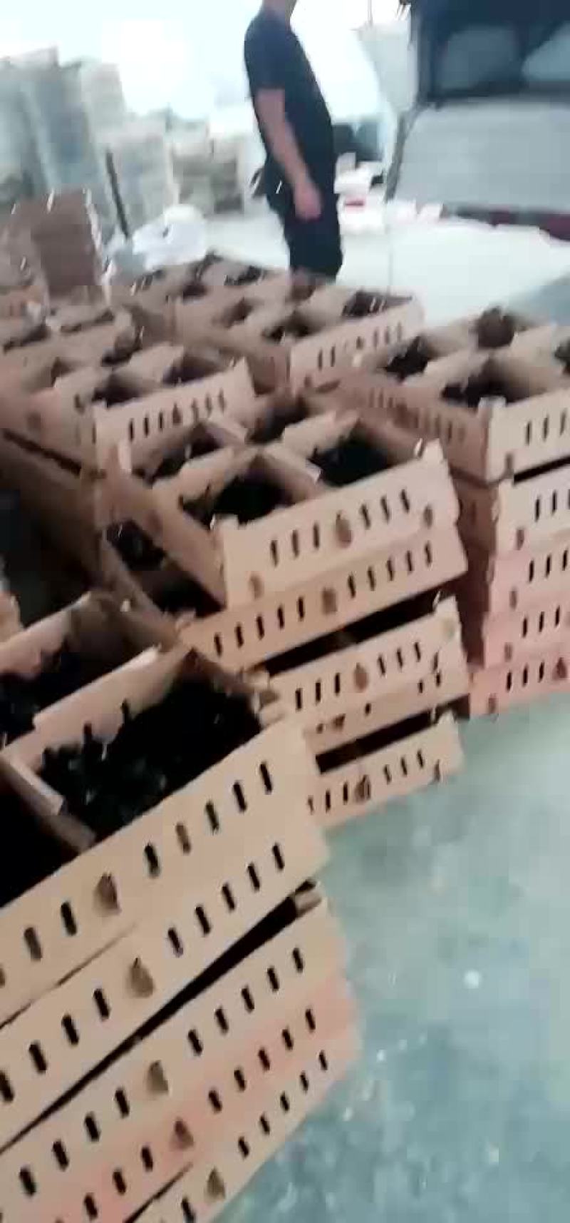 乌鸡