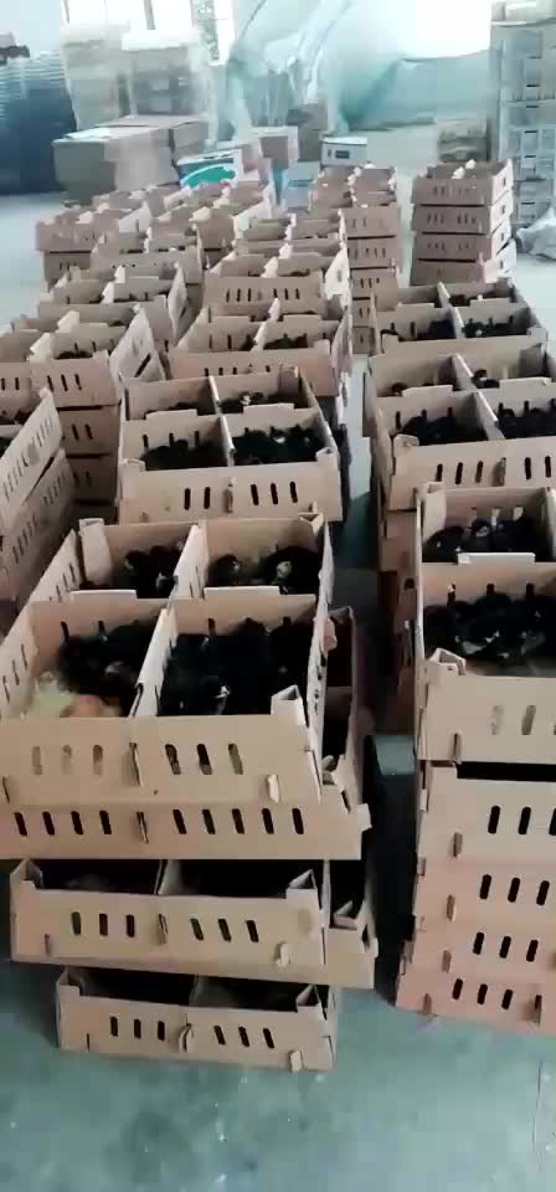 乌鸡