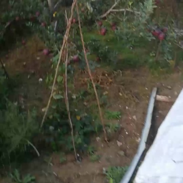 甘肃礼县花牛苹果