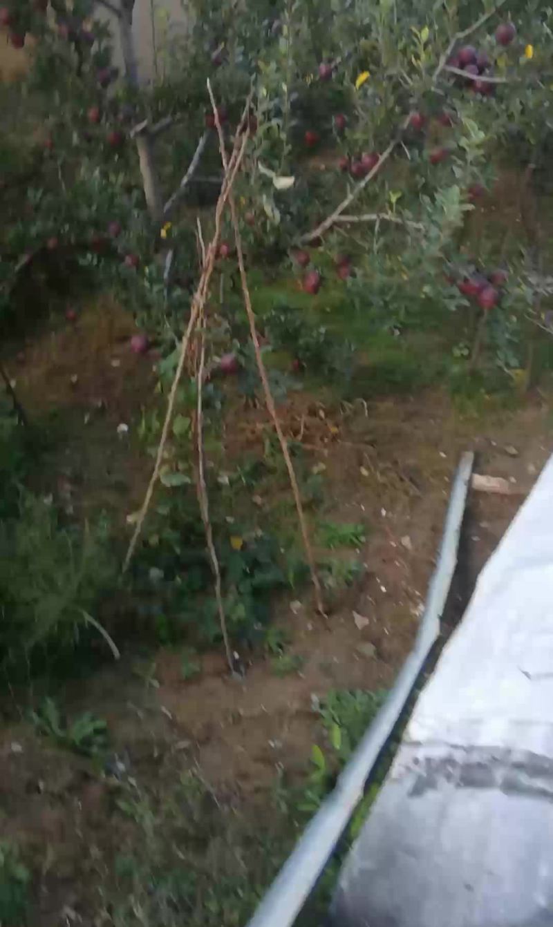 甘肃礼县花牛苹果