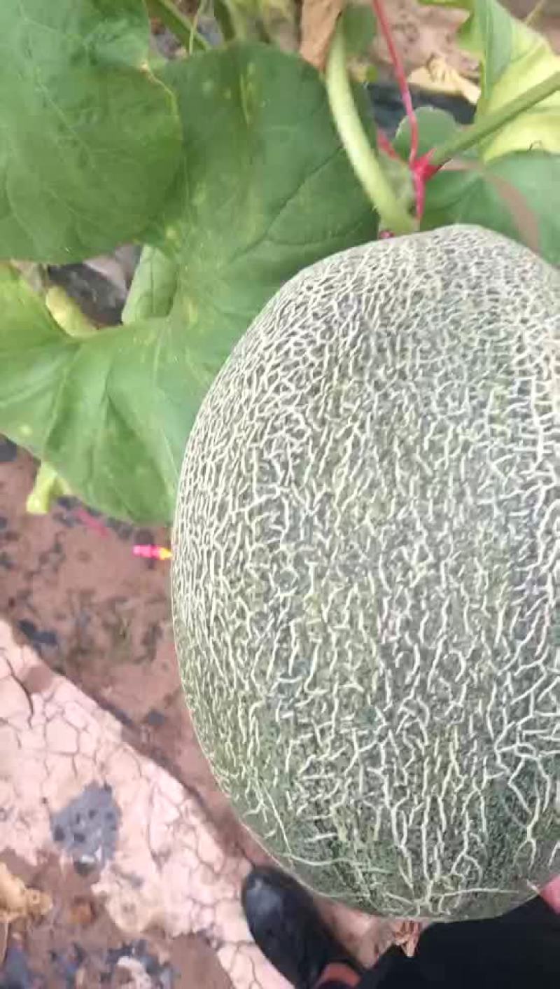 西州蜜