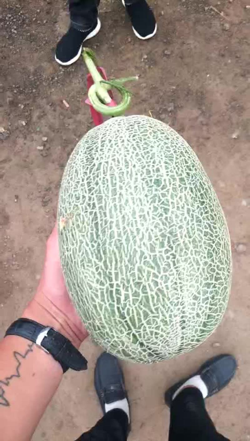 西州蜜