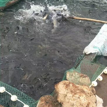 水库养殖大青