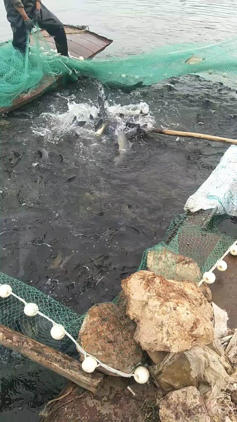 水库养殖大青