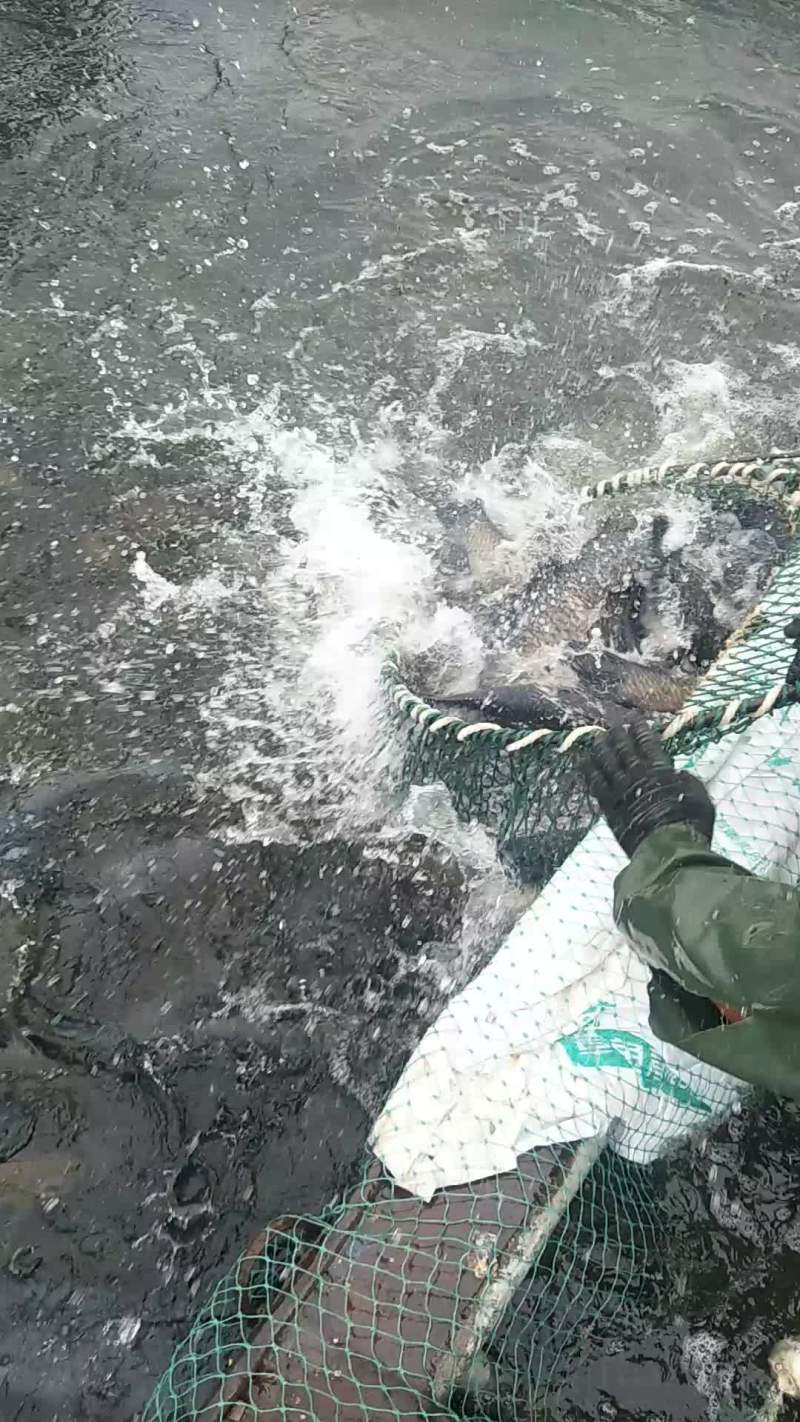 水库养殖大青
