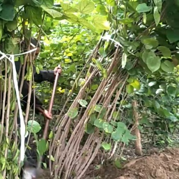 大波紫荆，独干紫荆，分枝均有现货出售。