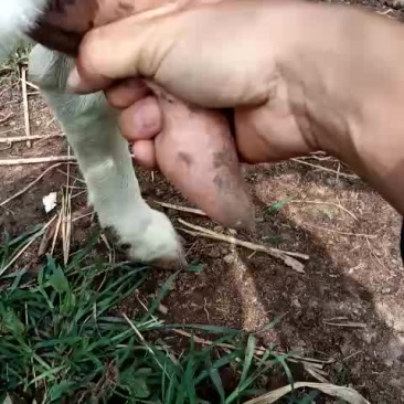 萨能奶山羊20~40kg