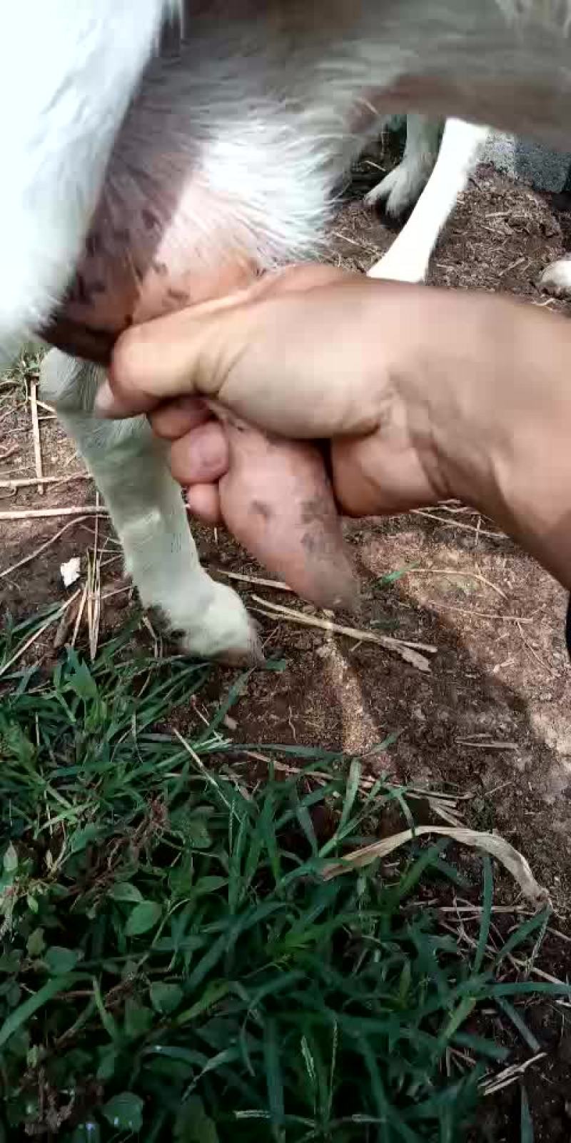 萨能奶山羊20~40kg