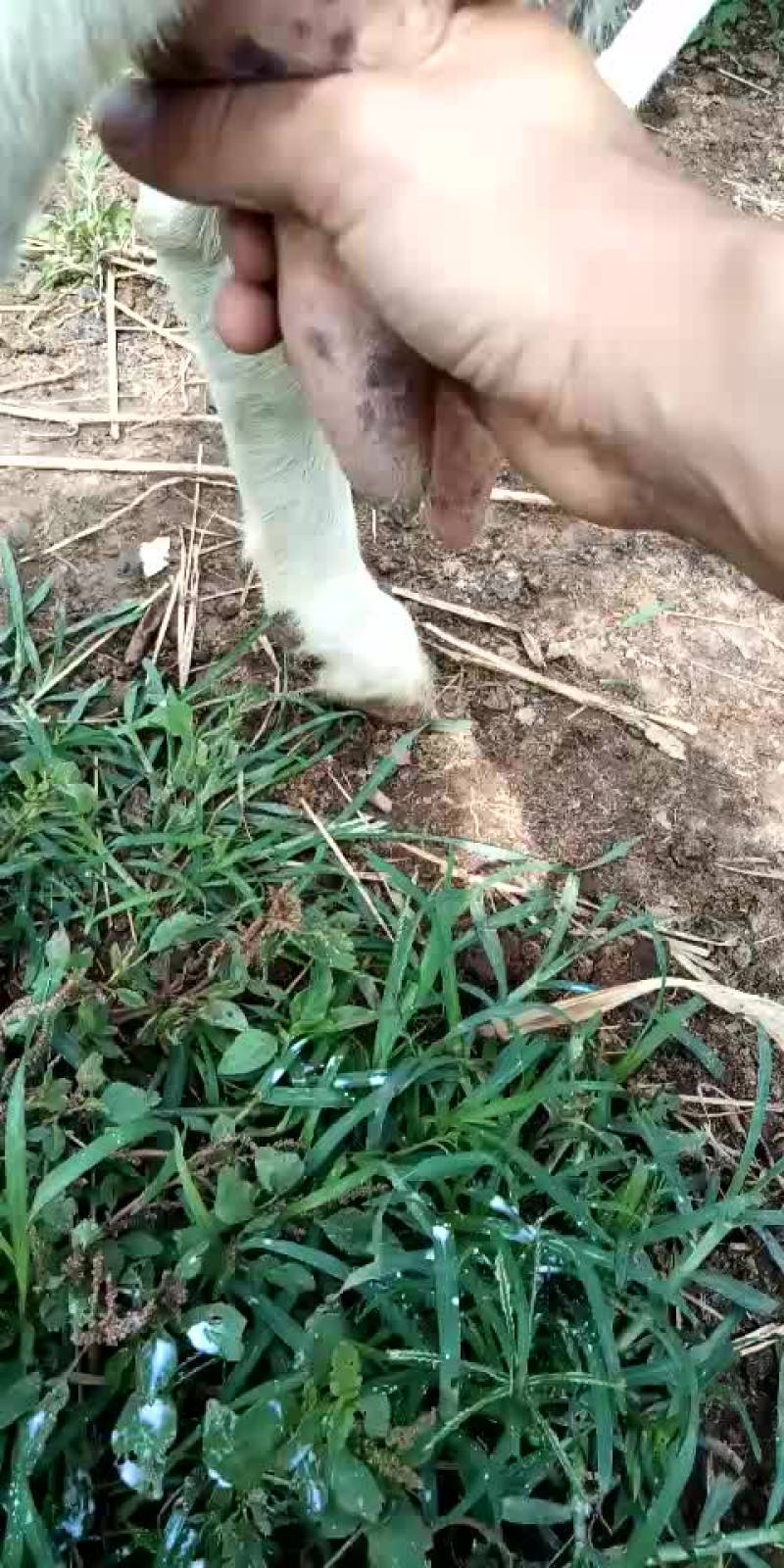 萨能奶山羊20~40kg