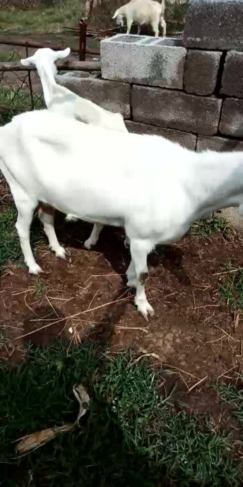 萨能奶山羊20~40kg