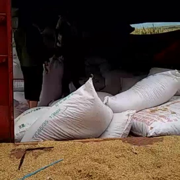 常年供应稻壳，有需要的联系