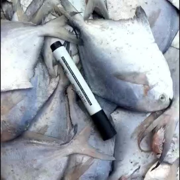 自家渔船刚刚上岸新鲜鲳鱼，2两左右