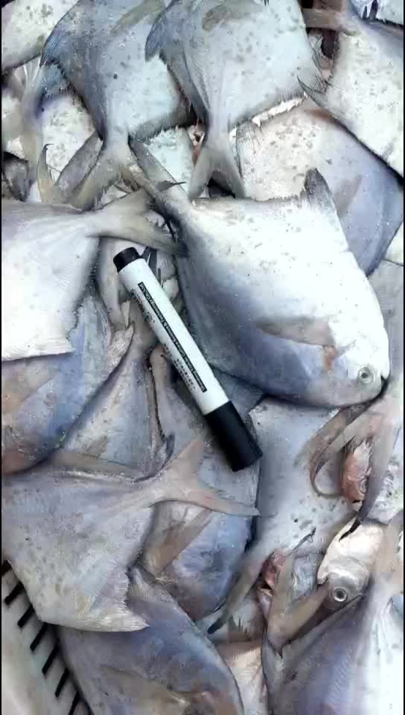 自家渔船刚刚上岸新鲜鲳鱼，2两左右