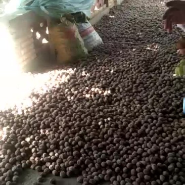 核桃