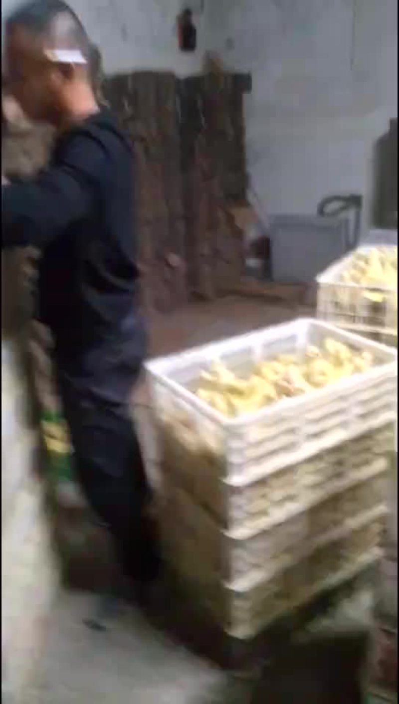 鹅苗