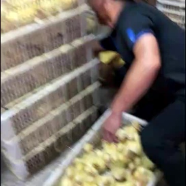 鹅苗