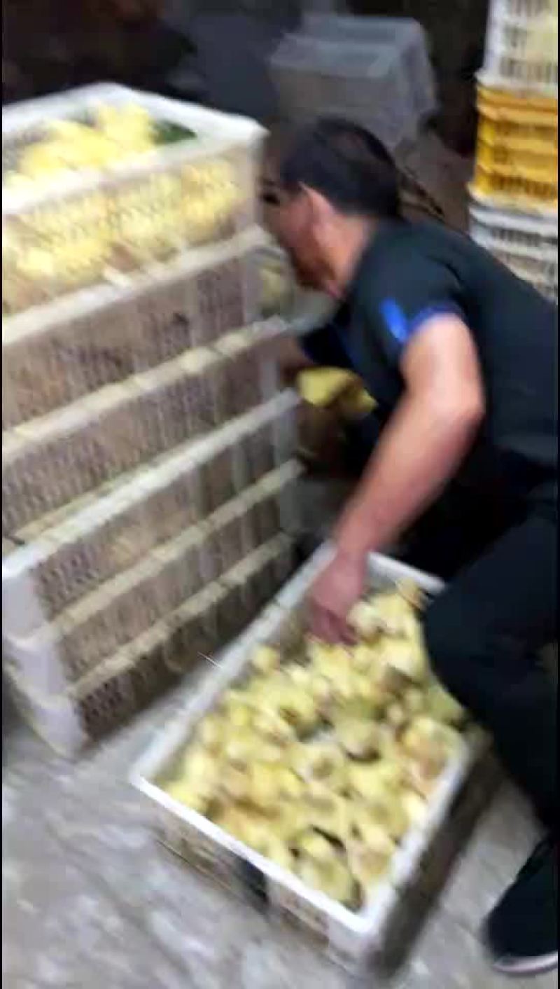 鹅苗