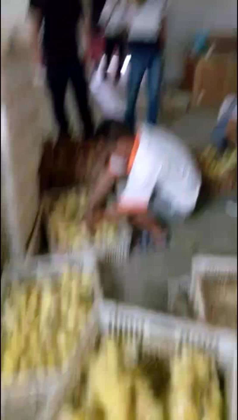 鹅苗