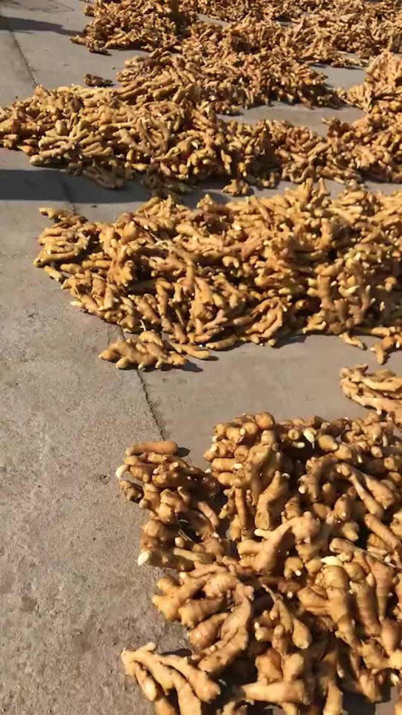 大姜走货太快了