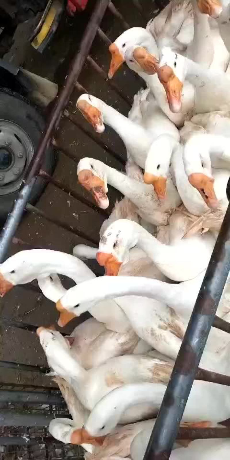 销售各种鹅苗