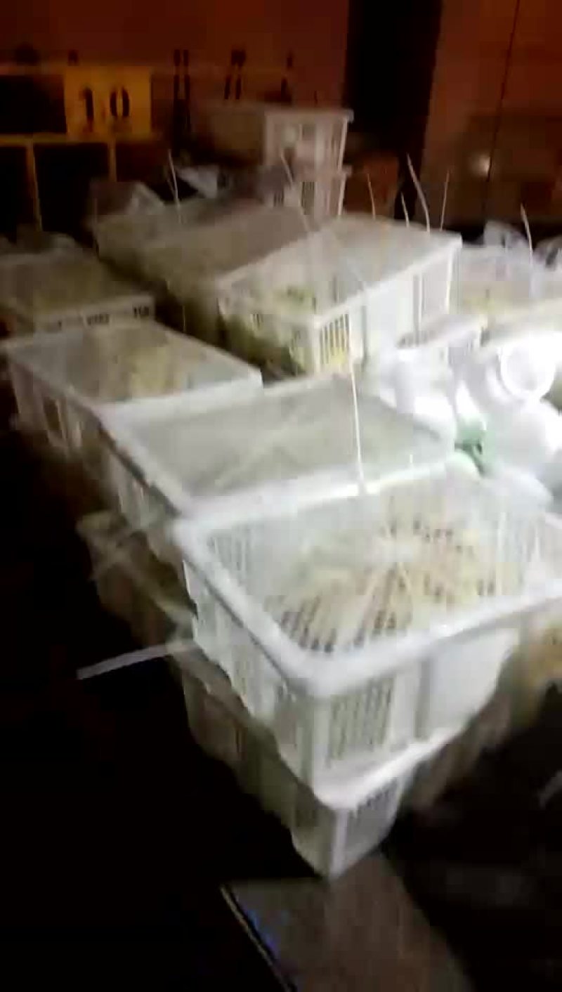 销售各种鹅苗