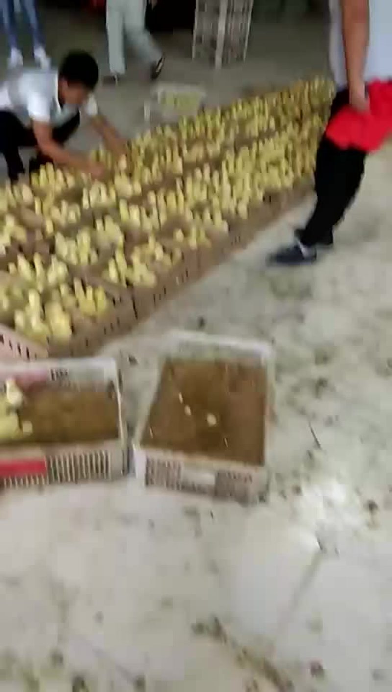 销售各种鹅苗