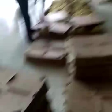 销售各种鹅苗