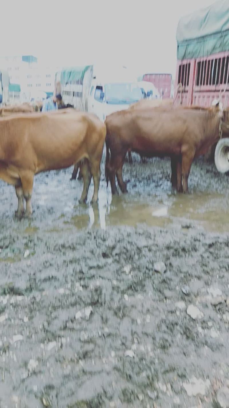什么牛都有
