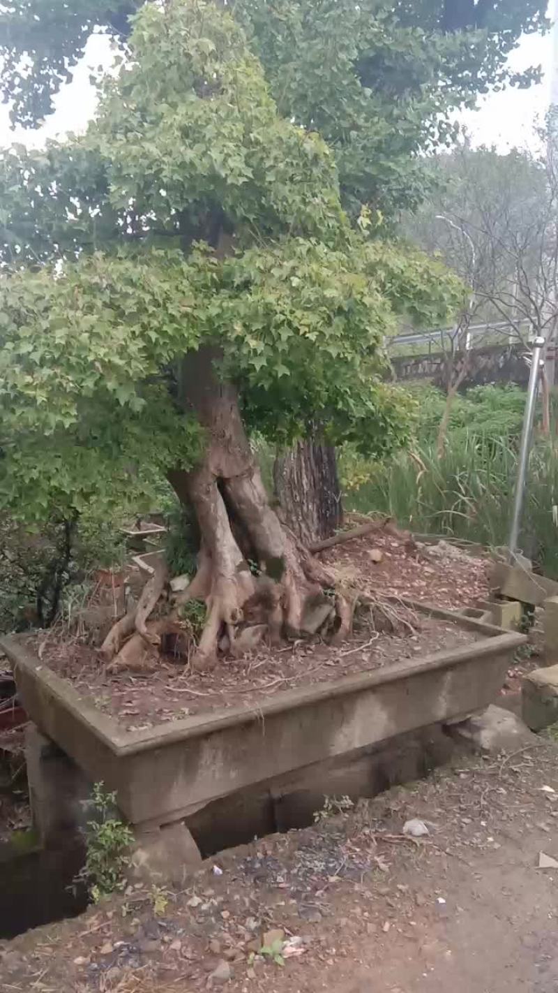 各种树桩盆景，，都是老桩