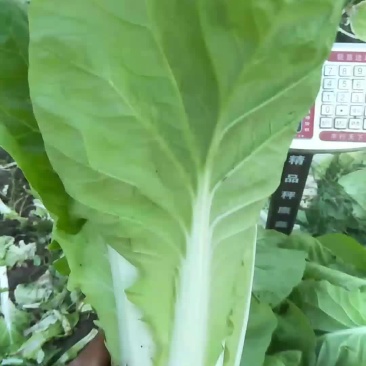 毛白菜，青菜生菜各种蔬菜欢迎你的到来