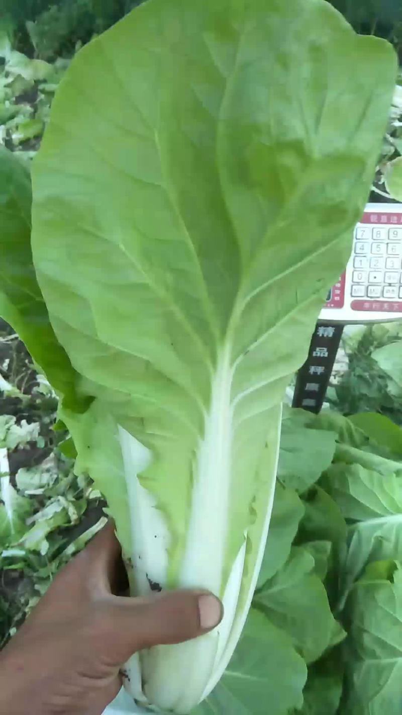 毛白菜，青菜生菜各种蔬菜欢迎你的到来