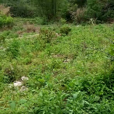 肥沃农田
