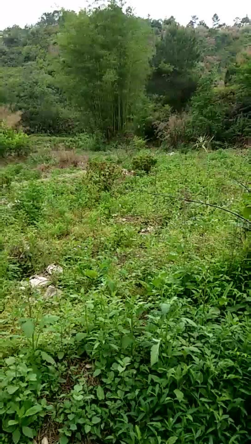 肥沃农田