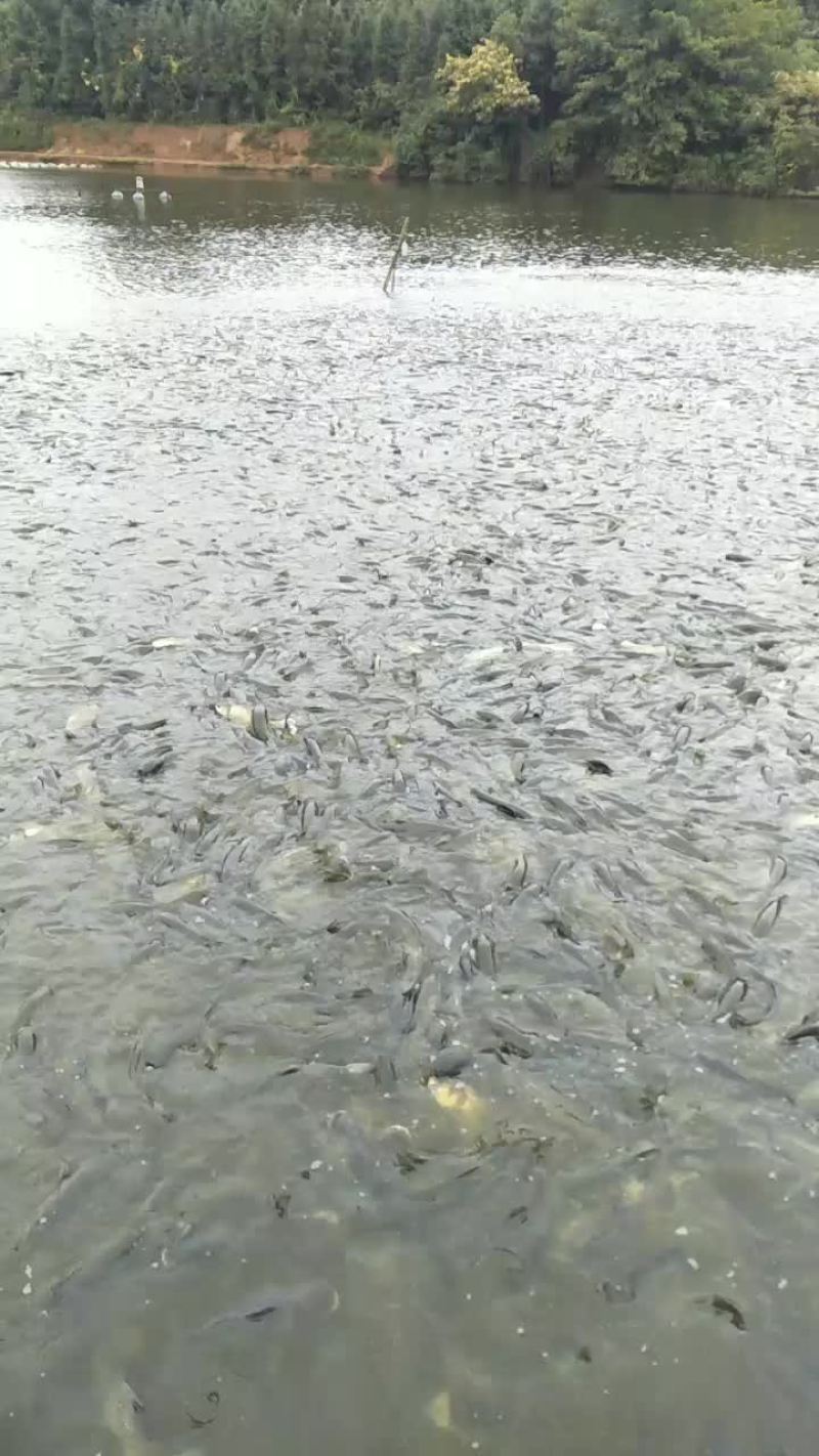 抗病毒草鱼