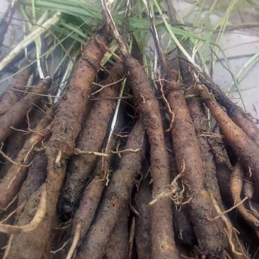 川仙茅