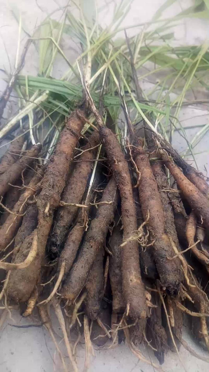 川仙茅