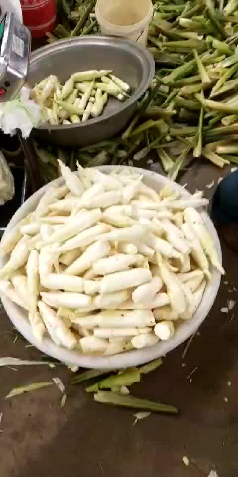 双季茭白